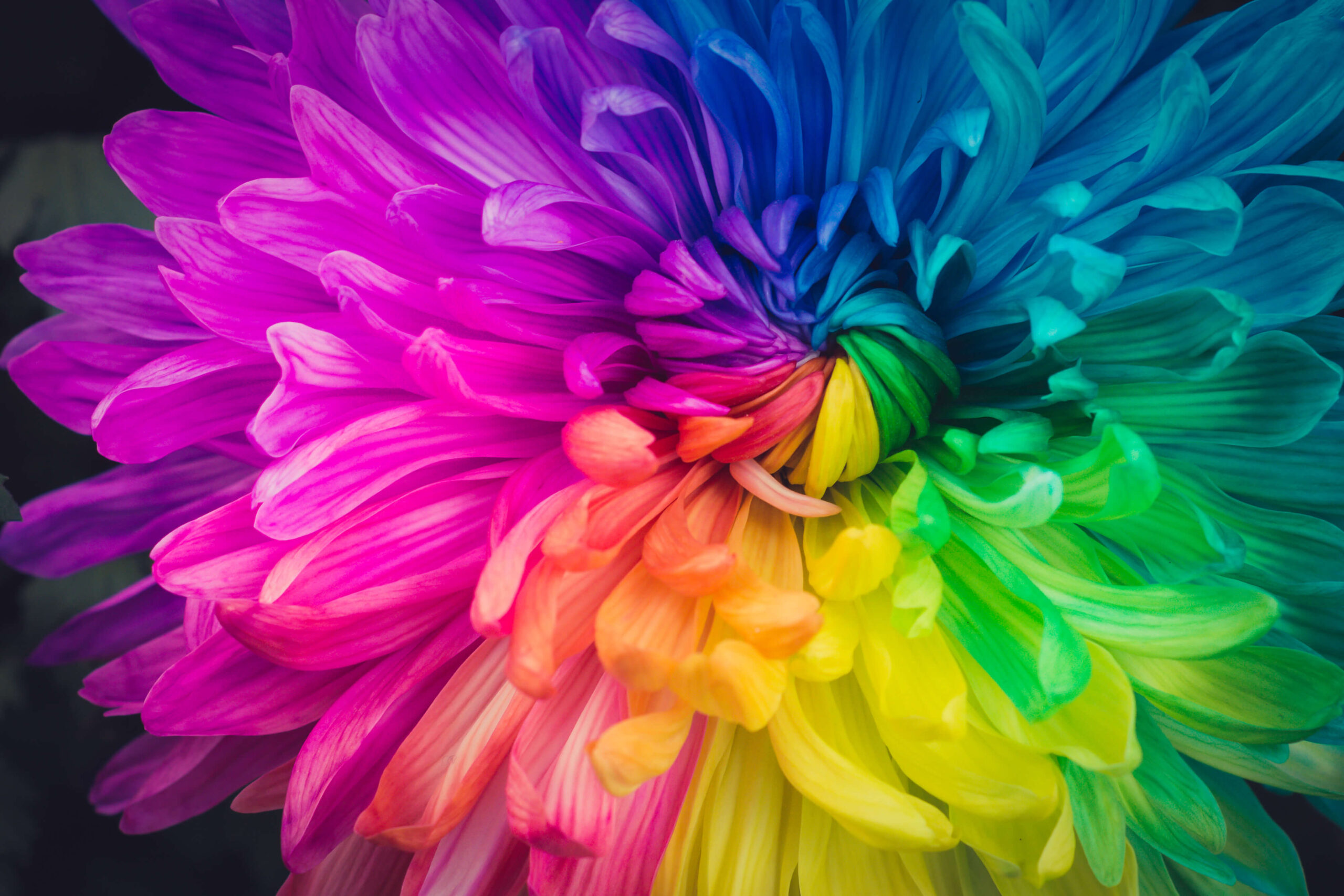 Flower Rainbow Color